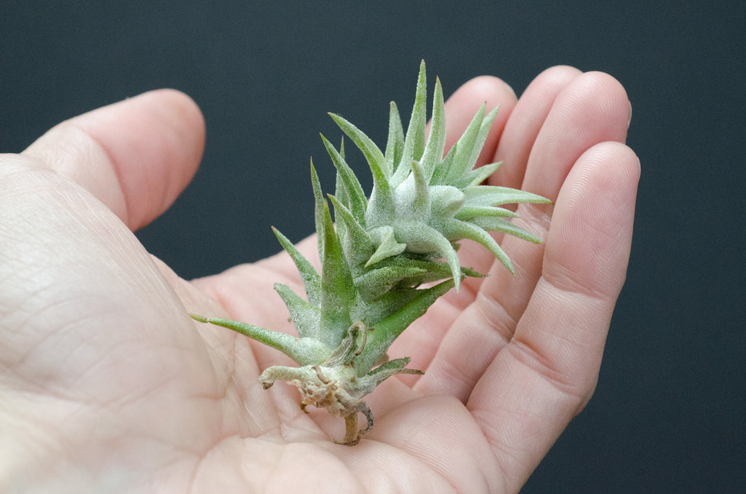 Tillandsia Ionantha v Vanhyningii Air Plant – The Artizan Way