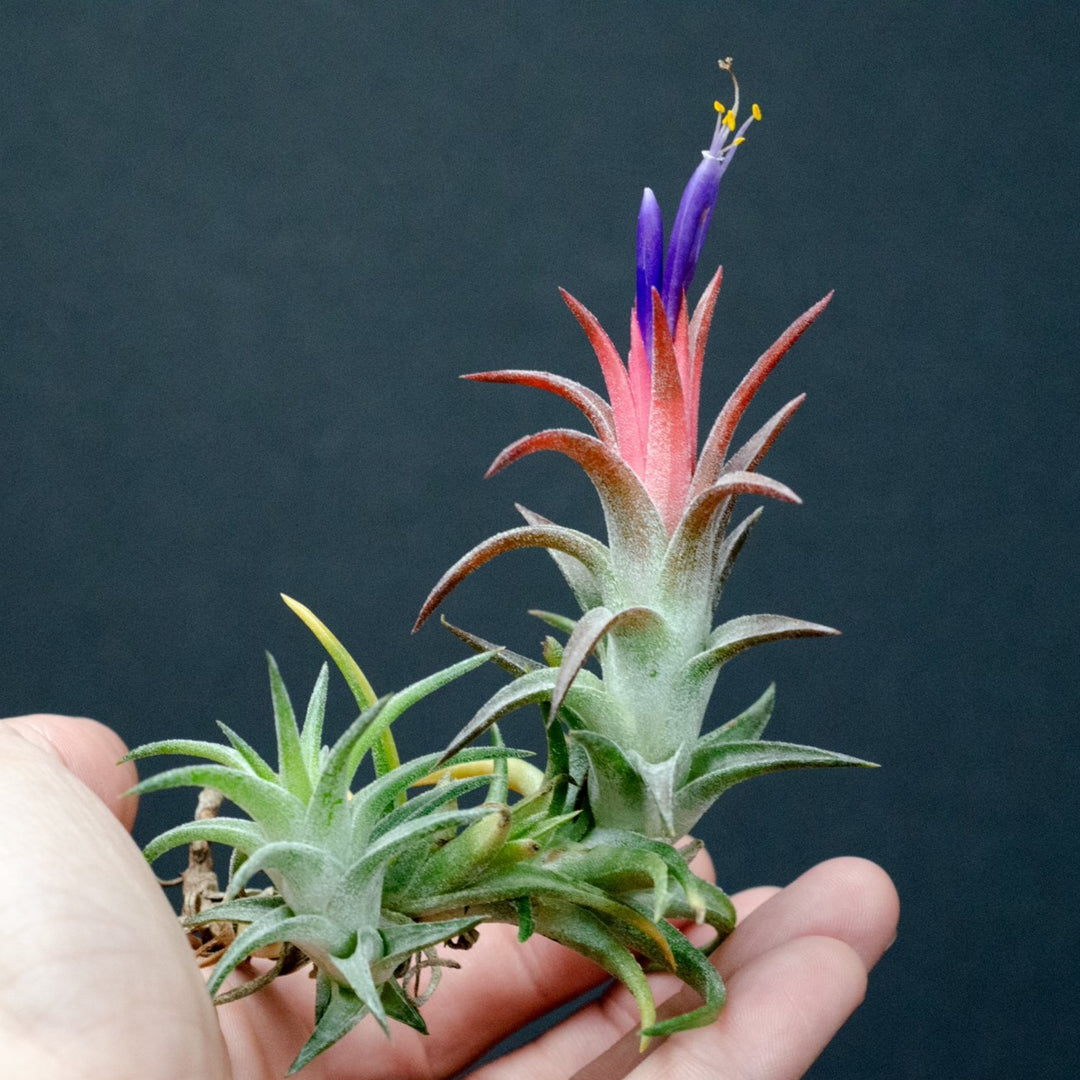 Tillandsia Ionantha Vanhyningii Air Plant [Single Plant
