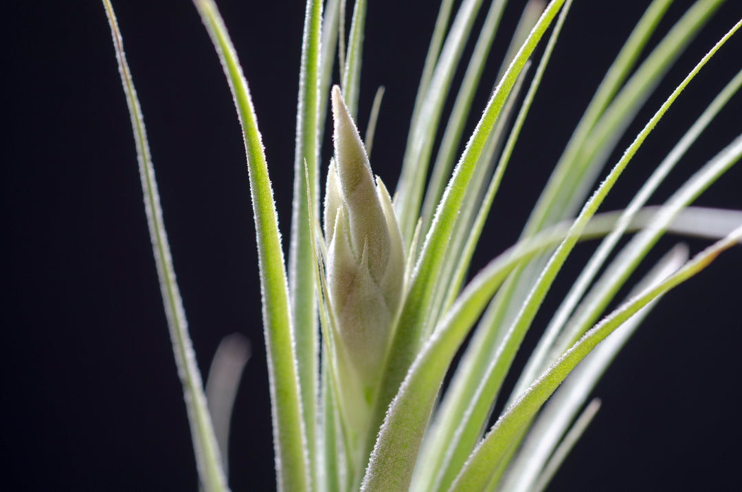 gardneri air plant Tillandsia Gardneri