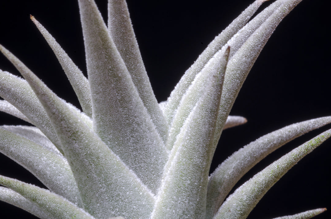 Tillandsia Edithae - Green Form - Rare Air Plant – The