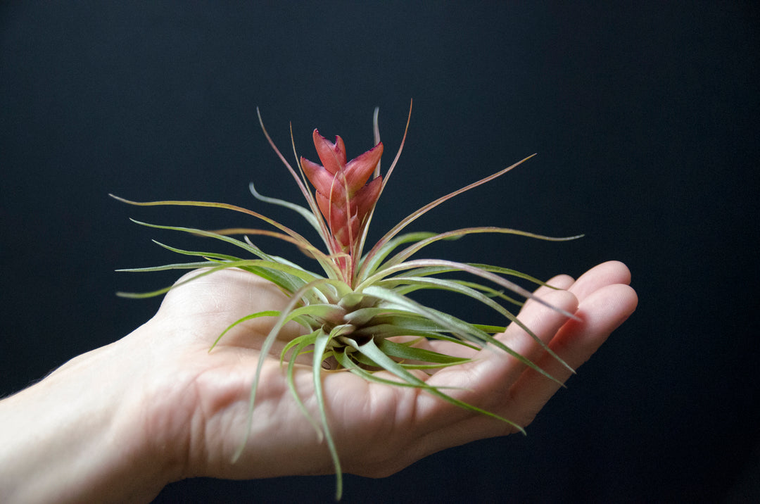 Tillandsia Kegeliana - Rare Air Plant – The Artizan Way