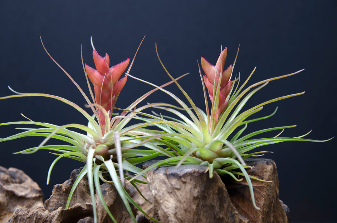 Tillandsia Kegeliana - Rare Air Plant – The Artizan Way