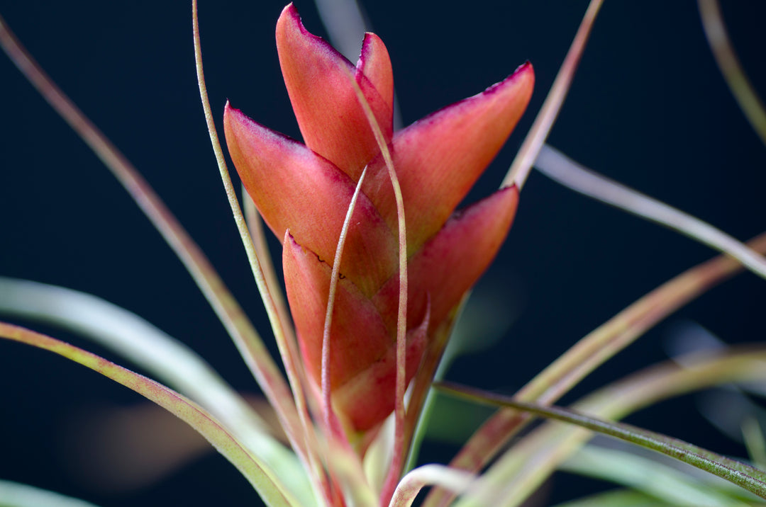 Tillandsia Kegeliana - Rare Air Plant – The Artizan Way