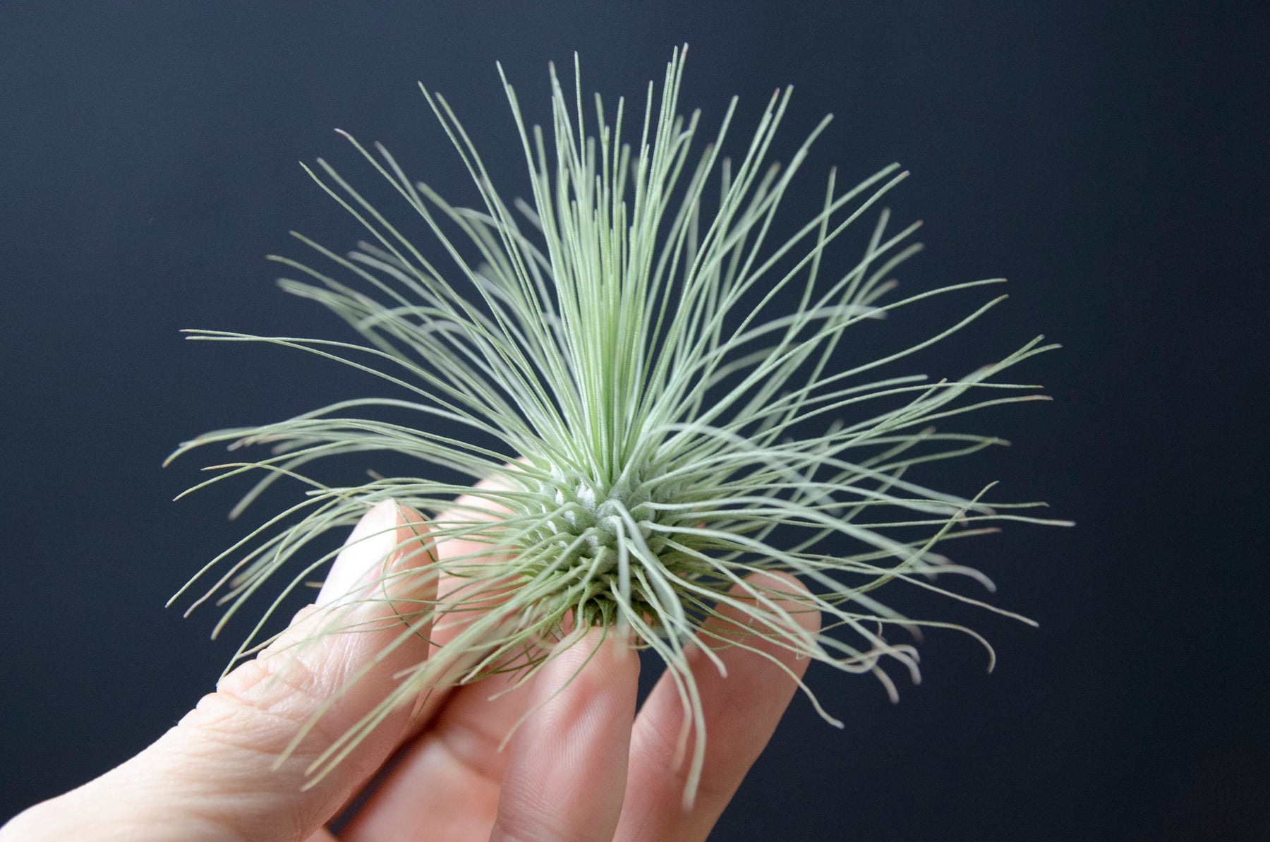 fuchsii air plant care Tillandsia Fuchsii Var Gracilis