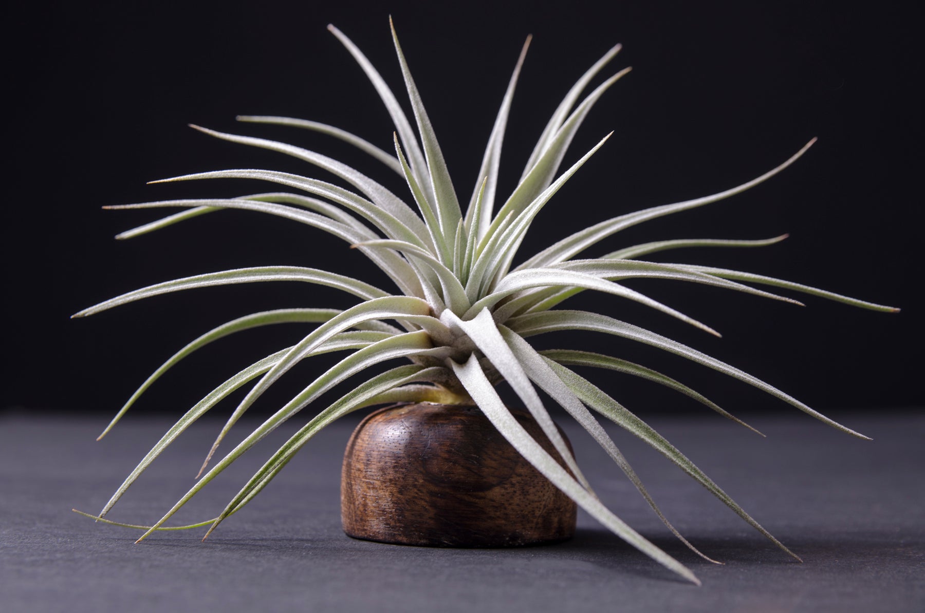 air plant seeds for sale Tillandsia Secunda Silver Hybrid Seedling