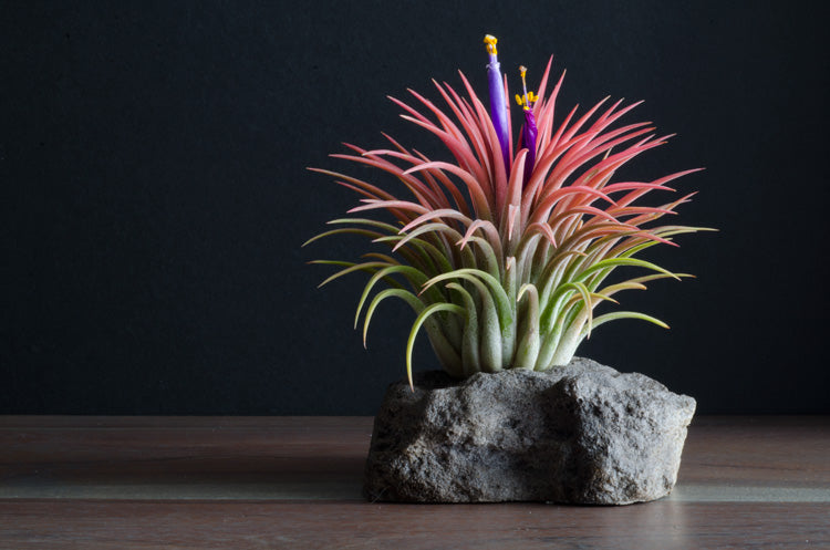 air plant rubra Tillandsia Ionantha Rubra Air Plant – The Artizan Way