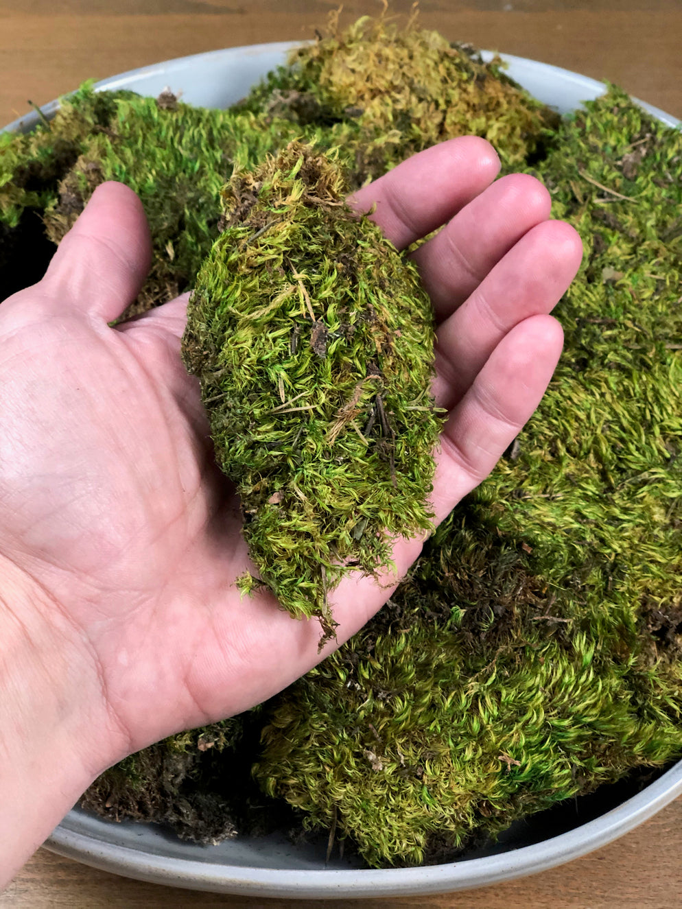 Dried Mood Moss - Green – The Artizan Way