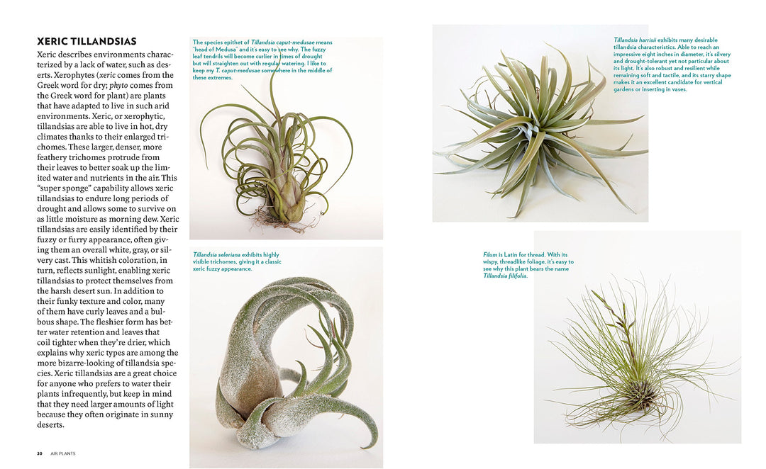 air plants the curious world of tillandsias Air Plants - The Curious World of Tillandsia