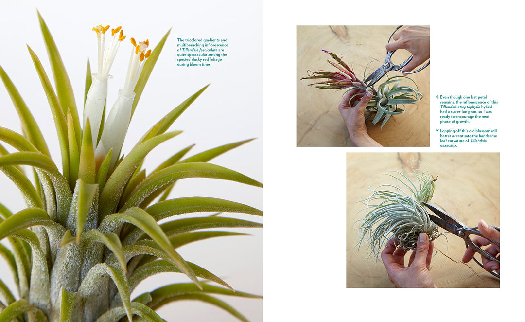 air plants the curious world of tillandsias Air Plants - The Curious World of Tillandsia