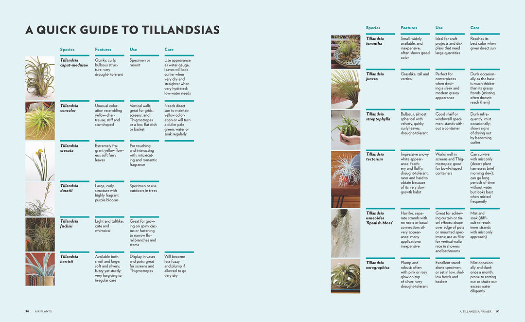 air plant species guide Air Plants - The Curious World of Tillandsia