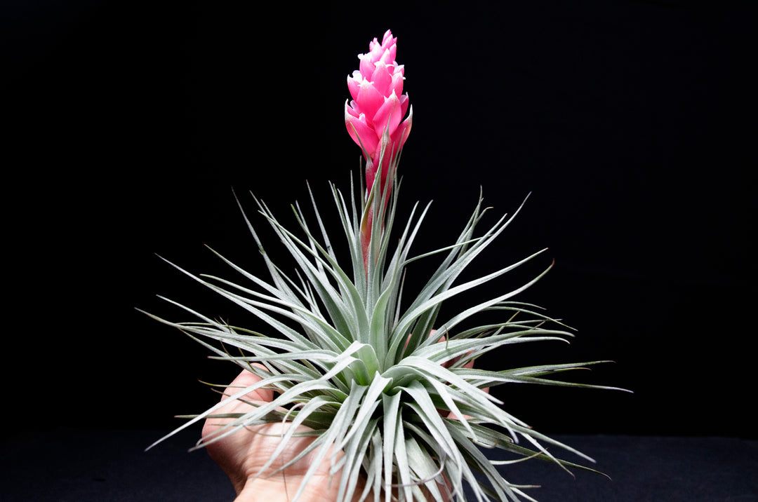 houston dark pink air plant Tillandsia Houston Red Princess Air Plant – The Artizan Way