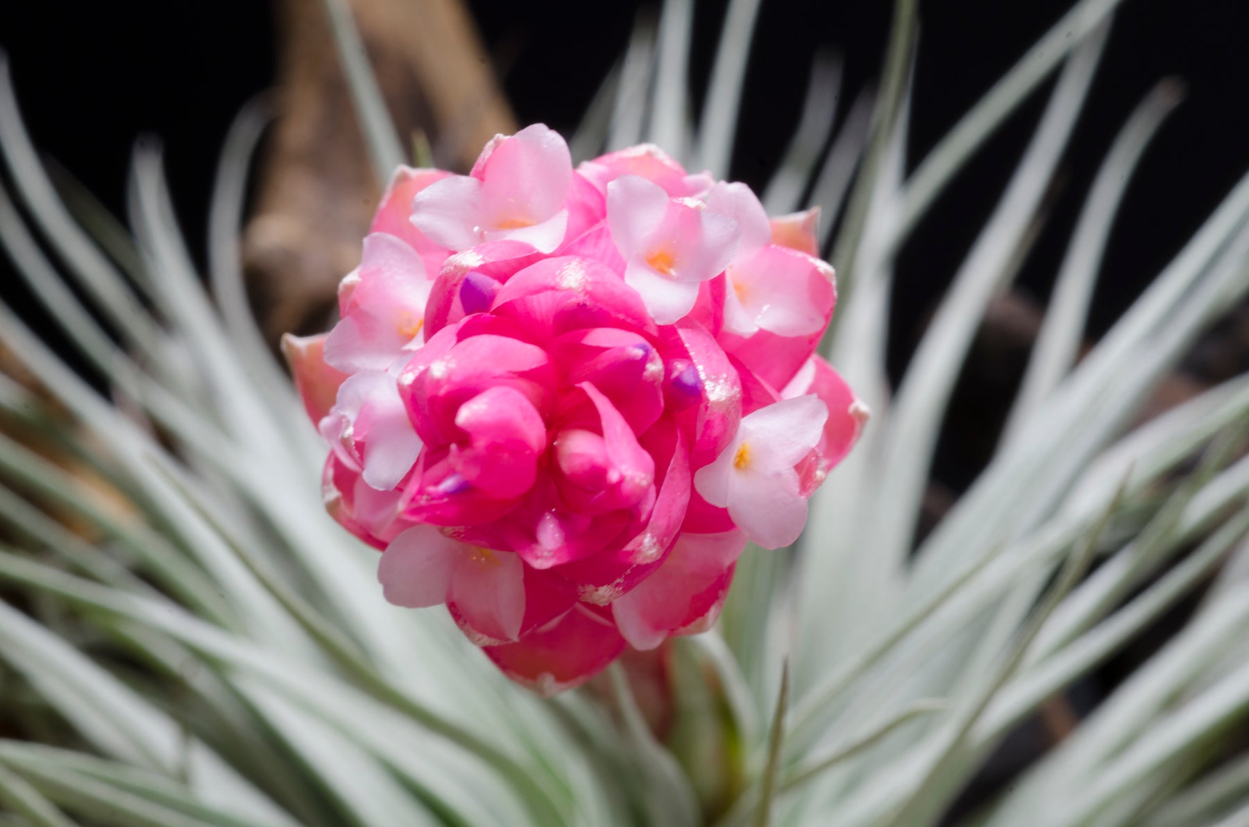 houston dark pink air plant Tillandsia Houston Red Princess Air Plant – The Artizan Way