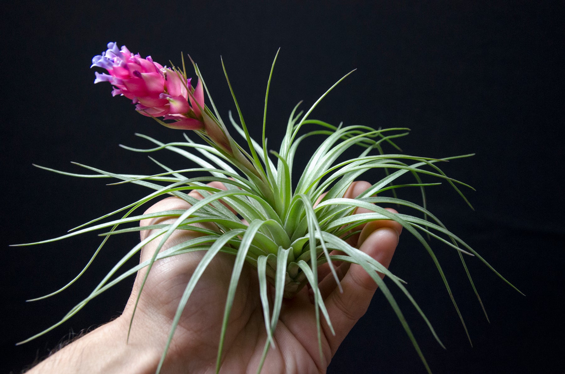 tillandsia stricta air plant Tillandsia Soft Leaf Stricta Air Plant – The Artizan Way