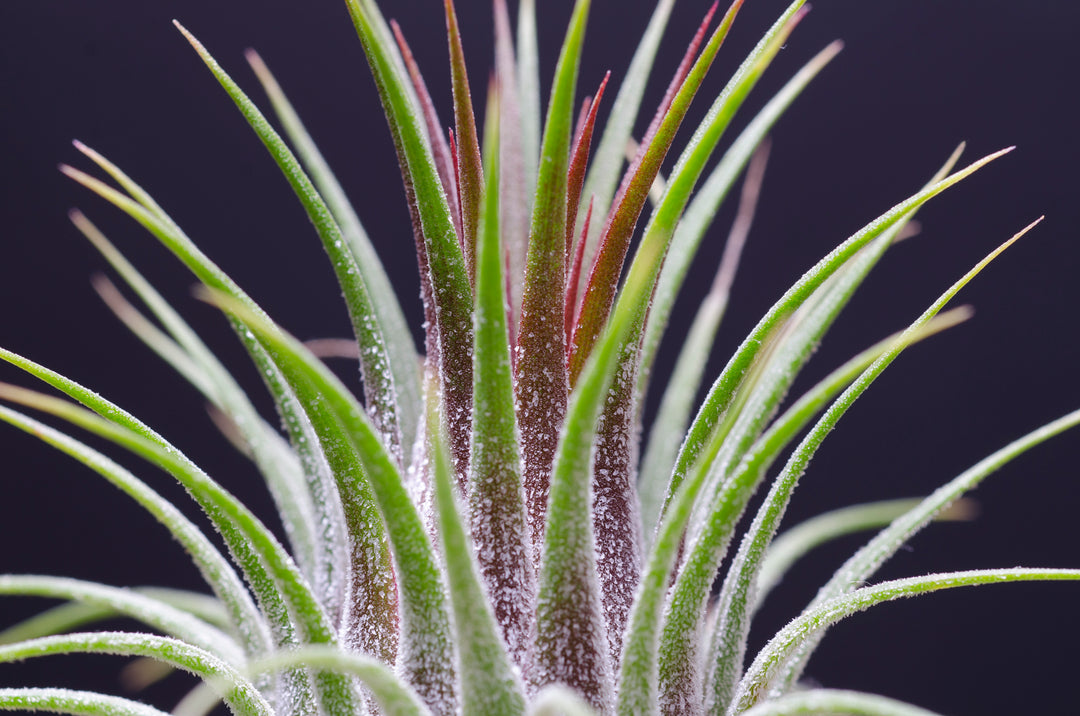Tillandsia Ionantha Rosita - RARE - Dark Maroon Air Plant