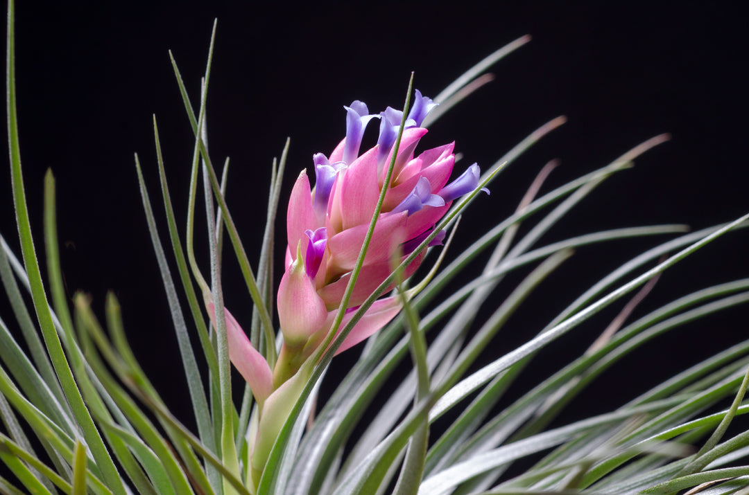 giant air plants for sale Tillandsia Houston Green Giant Air Plant – The Artizan Way