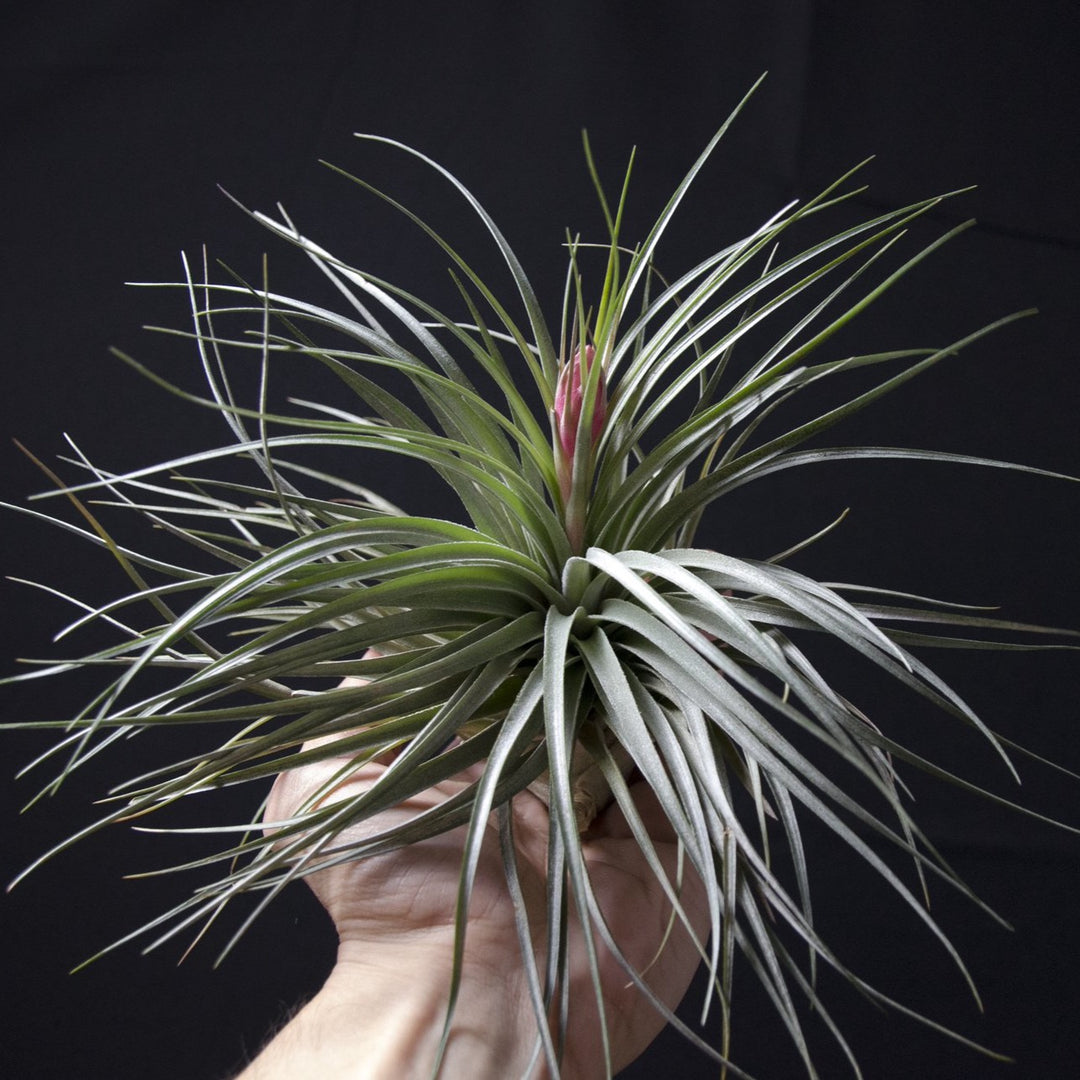 air plants houston Tillandsia Houston Green Giant Air Plant – The Artizan Way