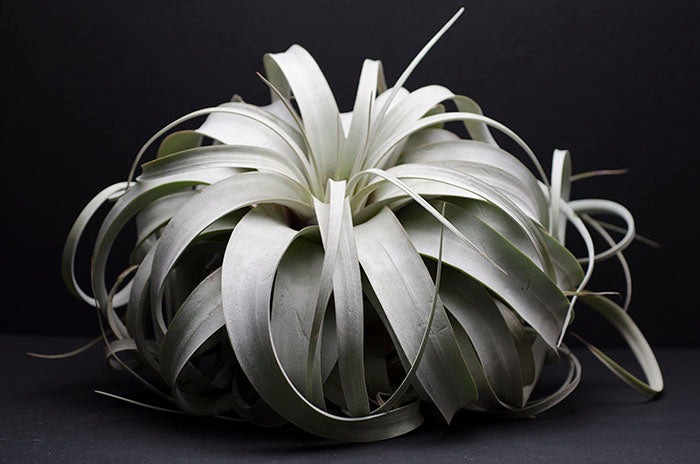 air plant queen Tillandsia Xerographica
