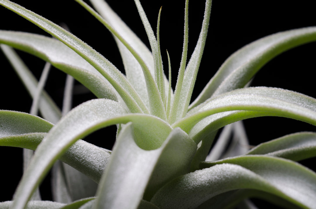 cacticola air plant Tillandsia Cacticola Long Form Silver