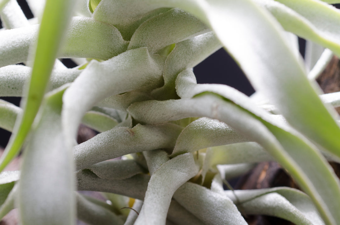 cacticola air plant Tillandsia Cacticola Long Form Silver