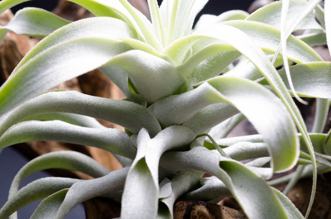 cacticola air plant Tillandsia Cacticola Long Form Silver
