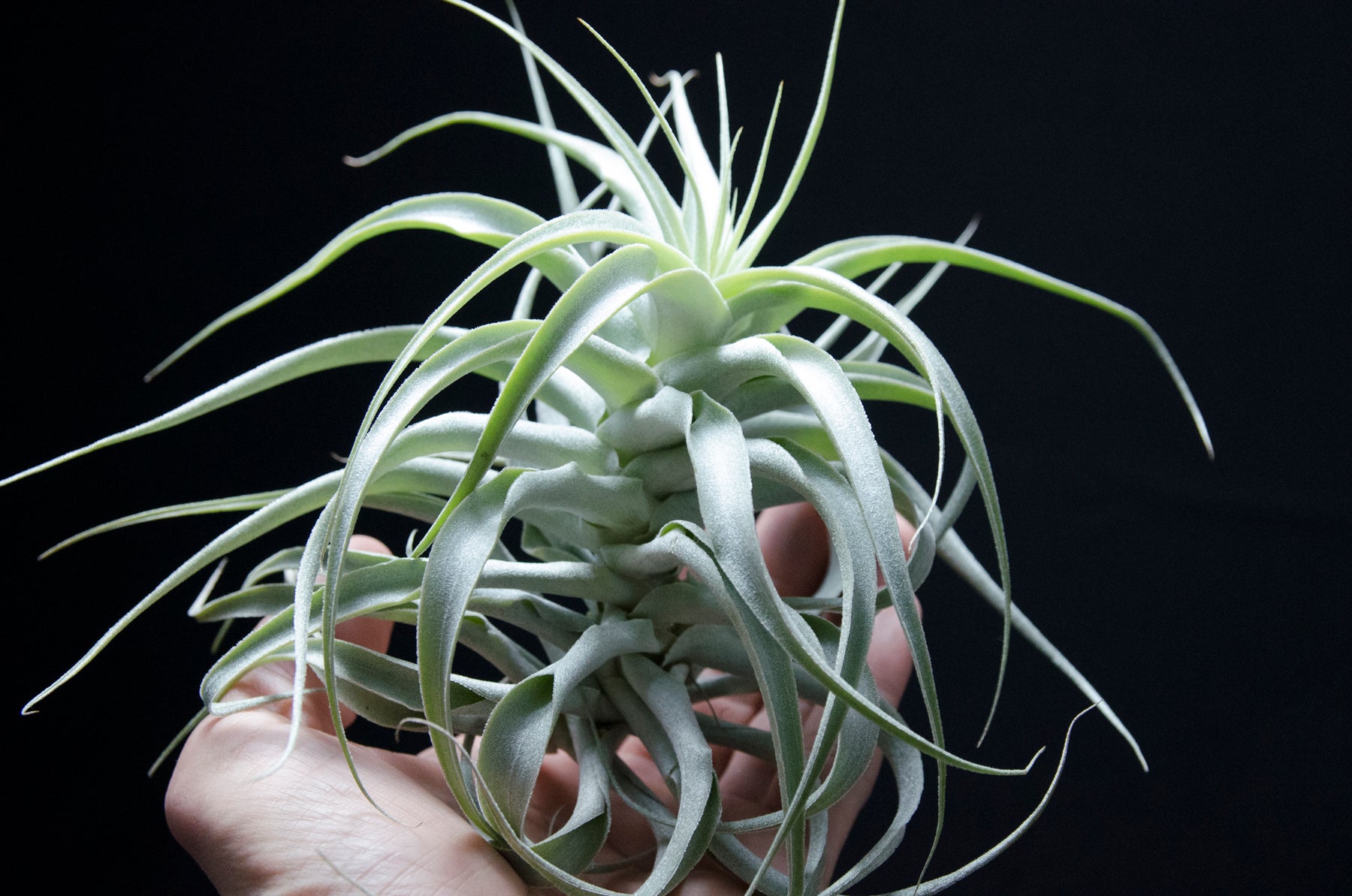 rare air plants Tillandsia Cacticola Long Form Silver