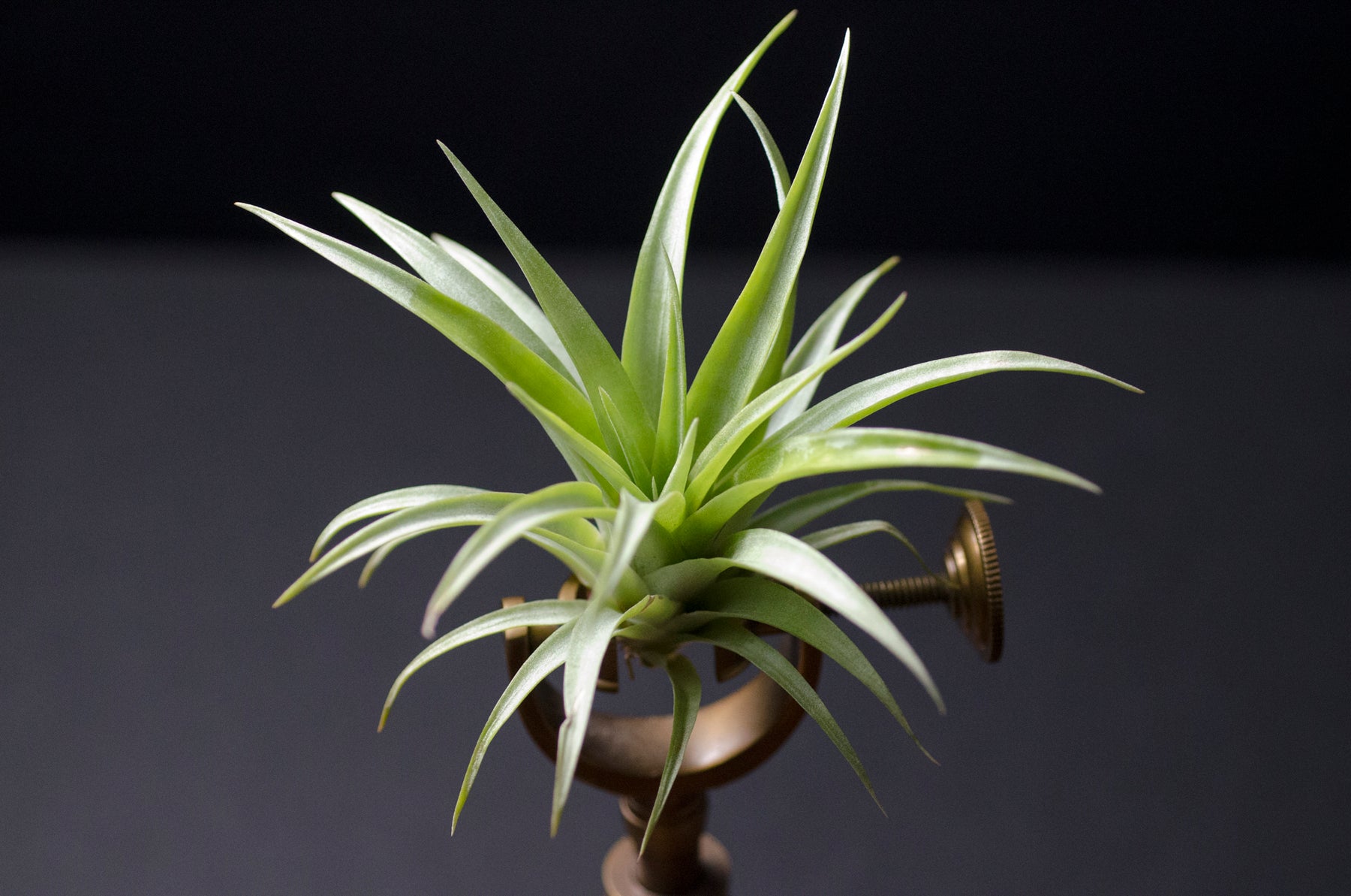 capitata air plant Tillandsia Capitata Red "Coral Blooms" Air Plant – The Artizan Way