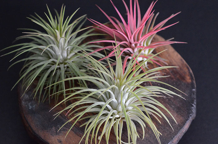 ionantha rubra air plant Tillandsia Ionantha Rubra Air Plant – The Artizan Way