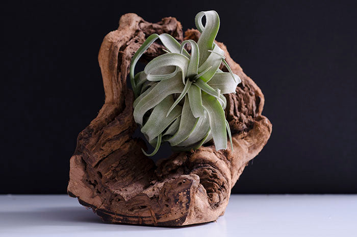 Tillandsia Streptophylla
