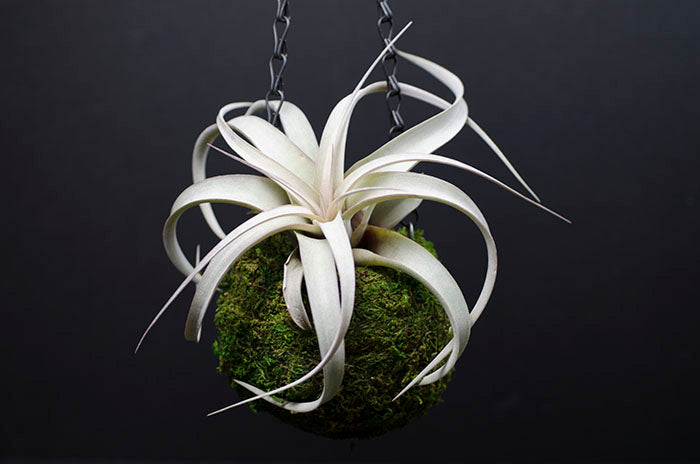 Kokedama