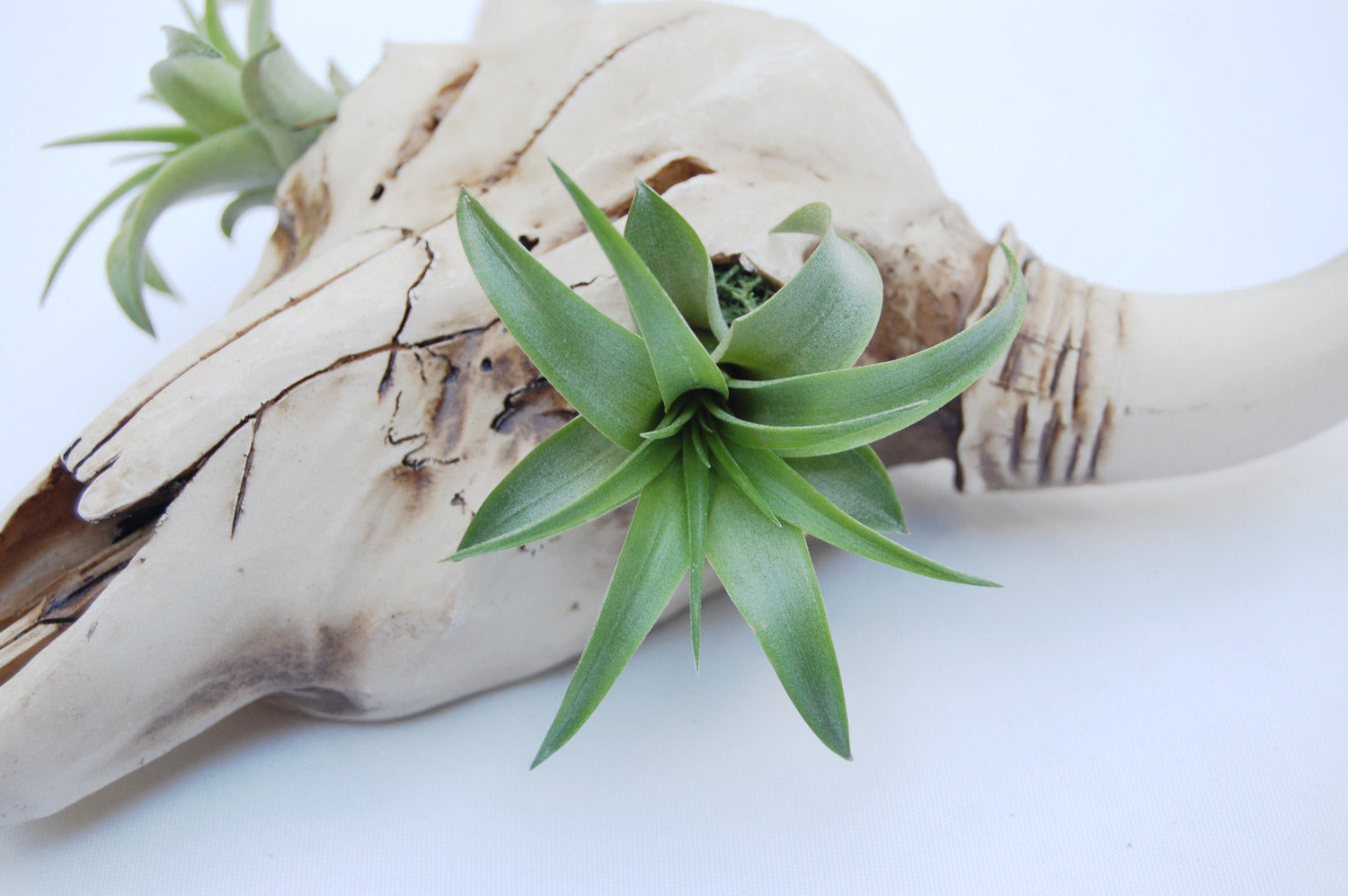 skull air plant holder Skull Wall Garden – The Artizan Way