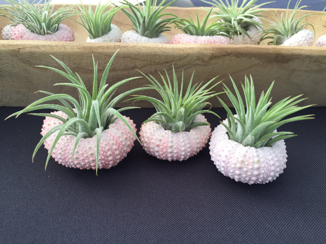 sea urchin plant pot Mini Sea Urchin Planter Trio – The Artizan Way