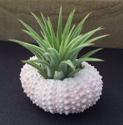 air plant in sea urchin shell Mini Sea Urchin Planter Trio – The Artizan Way