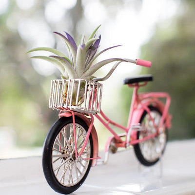 Beach Cruiser Bike with Air plants | Tillandsia, Indoor House Plants, Air Plant Holder, Bike Gift, Beach Gift, Air Purifying, Bromeliad