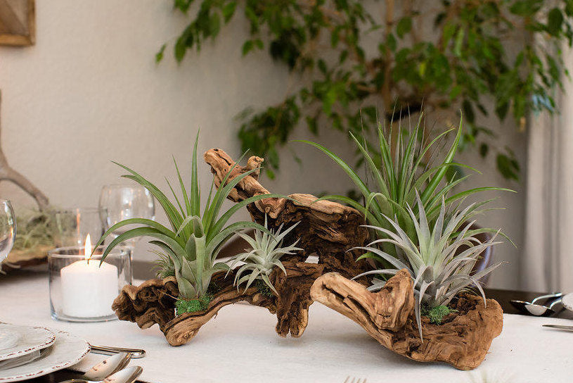 air plant wood Tillandsia Grapevine Wood Arrangement