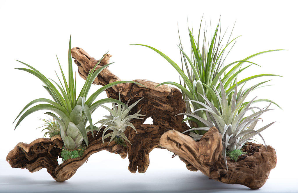Tillandsia Grapevine Wood Arrangement