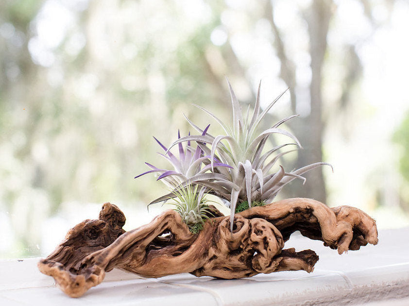 air plant driftwood arrangement Tillandsia Grapevine Wood Arrangement
