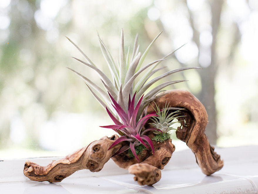 Tillandsia Grapevine Wood Arrangement - Medium – The Artizan Way