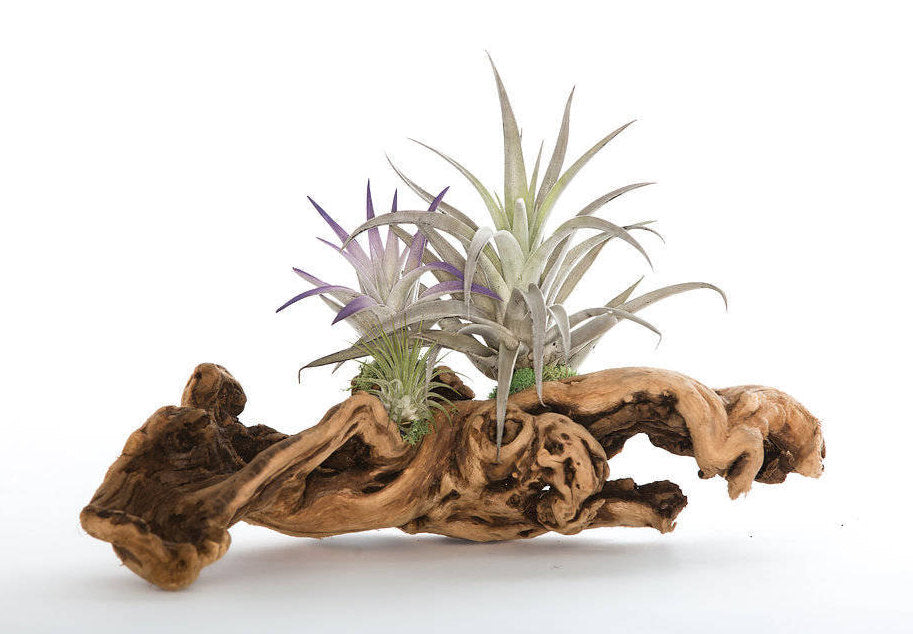 【みぃこどん】Tillandsia 4点セット Tillandsia Grapevine Wood Arrangement - Medium – The Artizan Way