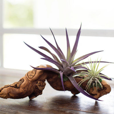 Air Plant Grapevine Wood Arrangement - Small | Tillandsia, Low Maintenance, Indoor House Plant, Air Purifying, Driftwood, Bromeliad