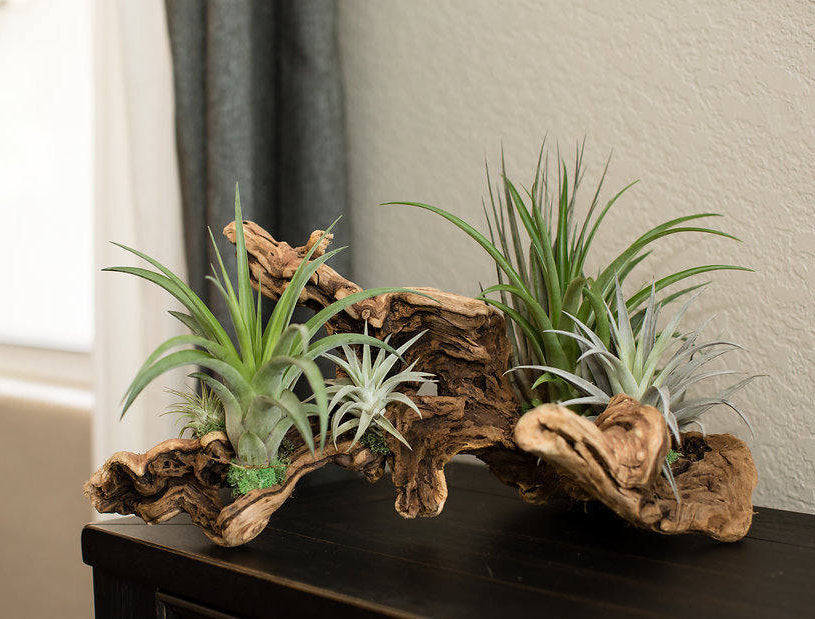 Tillandsia Grapevine Wood Arrangement - Large – The Artizan Way