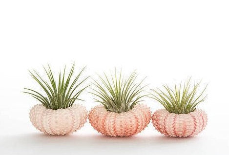 air plants in urchin shells Mini Sea Urchin Planter Trio – The Artizan Way