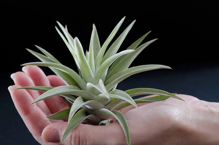 harrisii air plant care Tillandsia Harrisii Air Plant