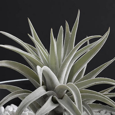 Harrisii Air Plant | Tillandsia, Silver Air Plants, Indoor House Plant, Easy Low Maintenance, Air Purifying Plants, Bromeliad, Succulent