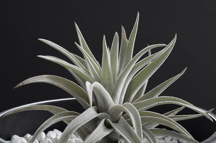 air plant harrisii Tillandsia Harrisii Air Plant – The Artizan Way