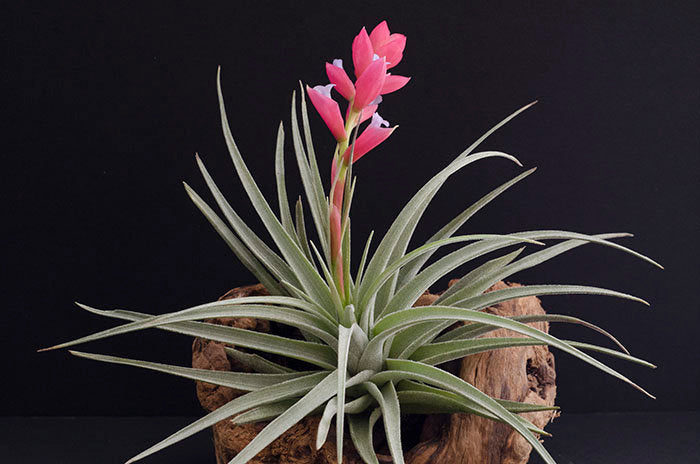 Tillandsia Leonamiana 