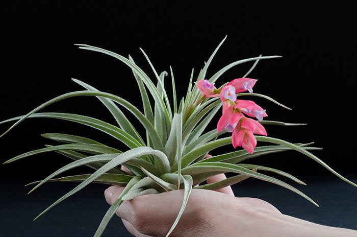 exotic air plants Tillandsia Leonamiana "Leo" Stricta Air Plant – The Artizan Way