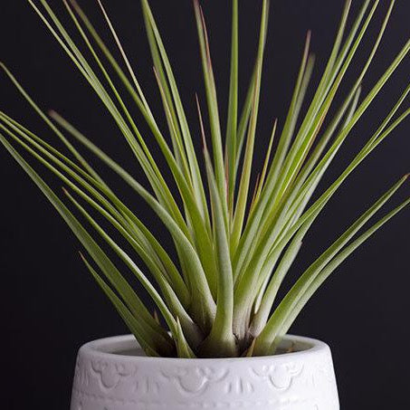 tricolor air plant Tillandsia Melanocrater Tricolor Air Plant – The Artizan Way