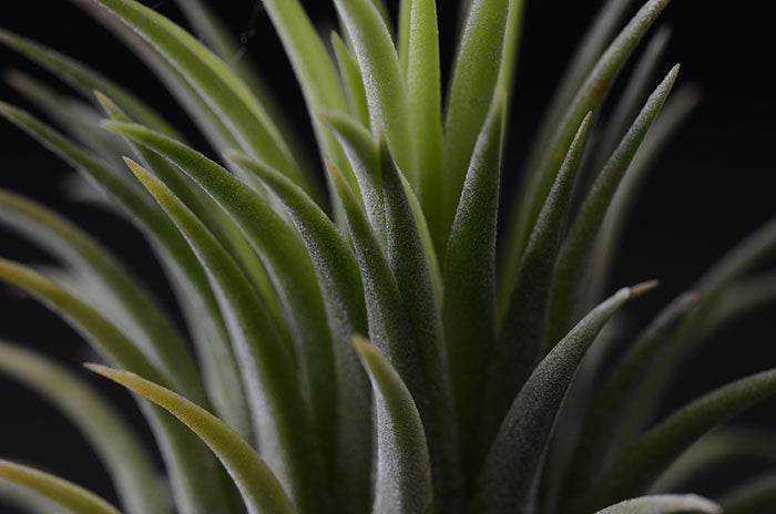 druid air plant Tillandsia Ionantha Druid -Rare Yellow Air Plant – The Artizan Way