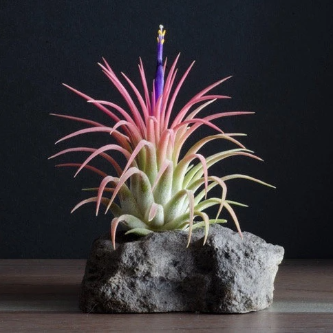Tillandsia Ionantha Rubra Air Plant – The Artizan Way