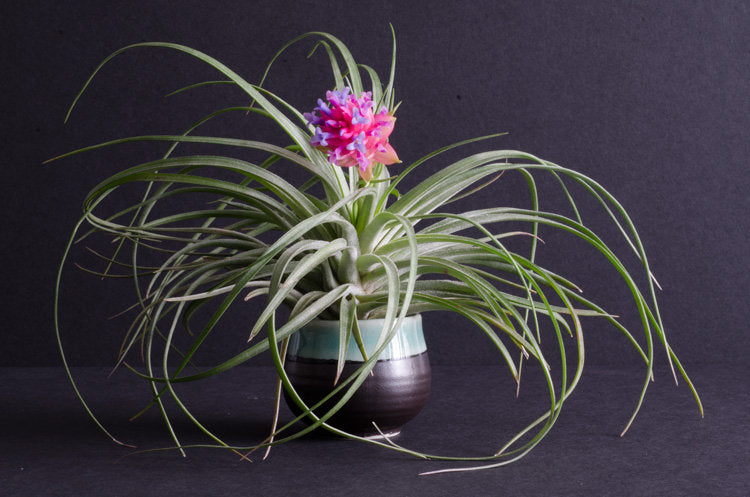 stricta soft leaf air plant Tillandsia Soft Leaf Stricta Air Plant – The Artizan Way
